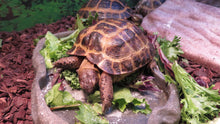 Load image into Gallery viewer, Russian Tortoise
