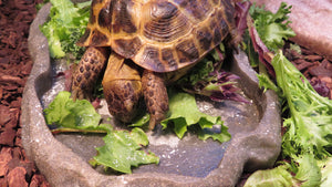 Russian Tortoise