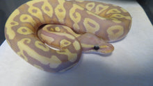 Load image into Gallery viewer, Banana Mojave Pastel Ball Python
