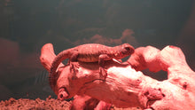 Load image into Gallery viewer, Egyptian Uromastyx
