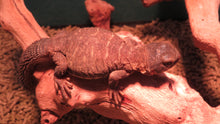 Load image into Gallery viewer, Egyptian Uromastyx
