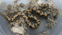 Load image into Gallery viewer, Kenyan Sand Boa
