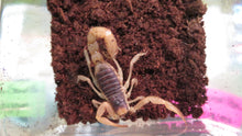 Load image into Gallery viewer, Desert Hairy Scorpion
