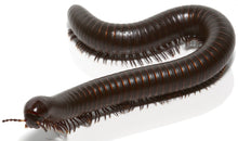 Load image into Gallery viewer, Chocolate Desert Millipede
